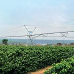 Salario del Especialista en Agroforestería en El Salvador: ¿Cuánto gana un profesional en este campo?